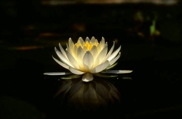 Ảnh hoa sen đen 3 Ảnh hoa sen đen 3