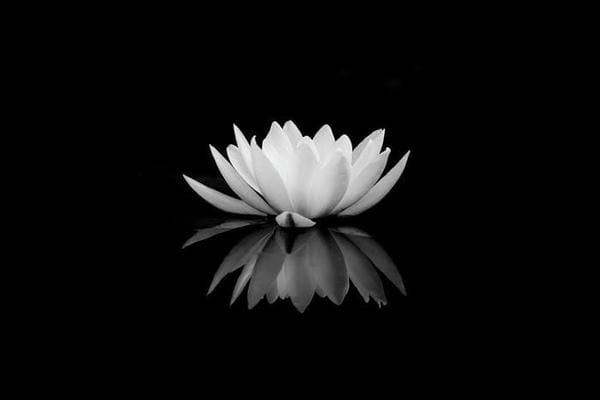Ảnh hoa sen đen 4 Ảnh hoa sen đen 4
