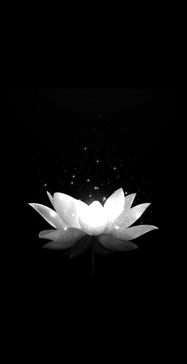 avatar Ảnh hoa sen đen