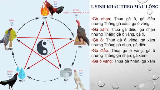 Màu Mạng Đá Gà 1 Màu Mạng Đá Gà 1