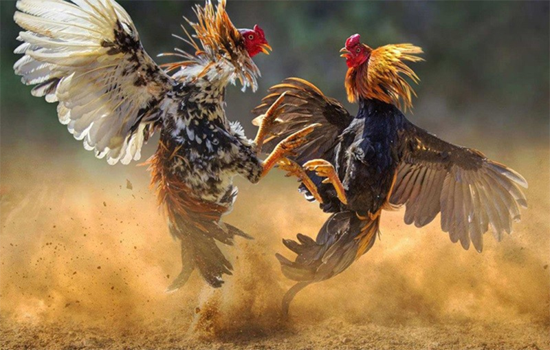 2 (1)